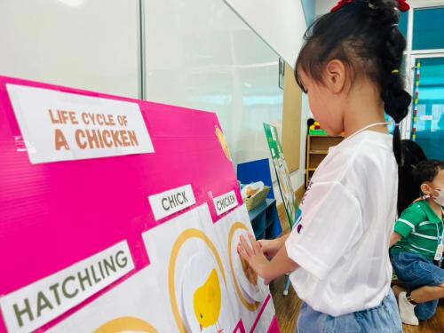 LINE ALBUM Chicken-Life-Cycle-T.Micha 240321 34